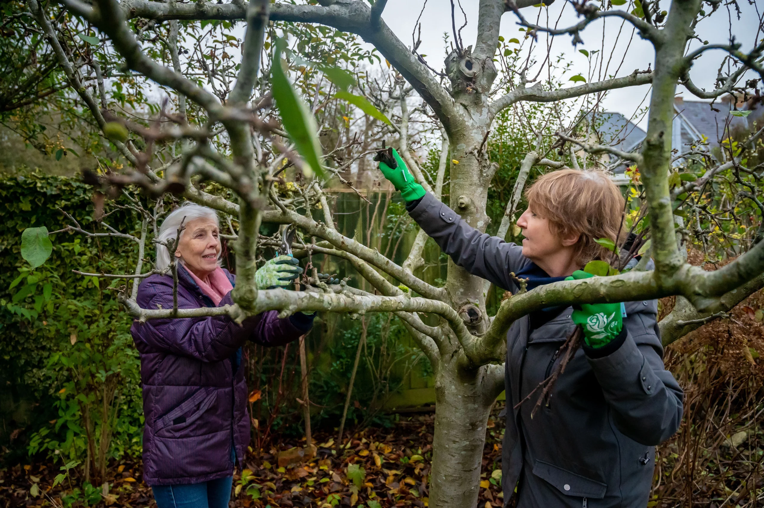 Zwei Fachberaterinnen schneiden einen Obstbaum
