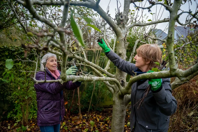 Zwei Fachberaterinnen schneiden einen Obstbaum