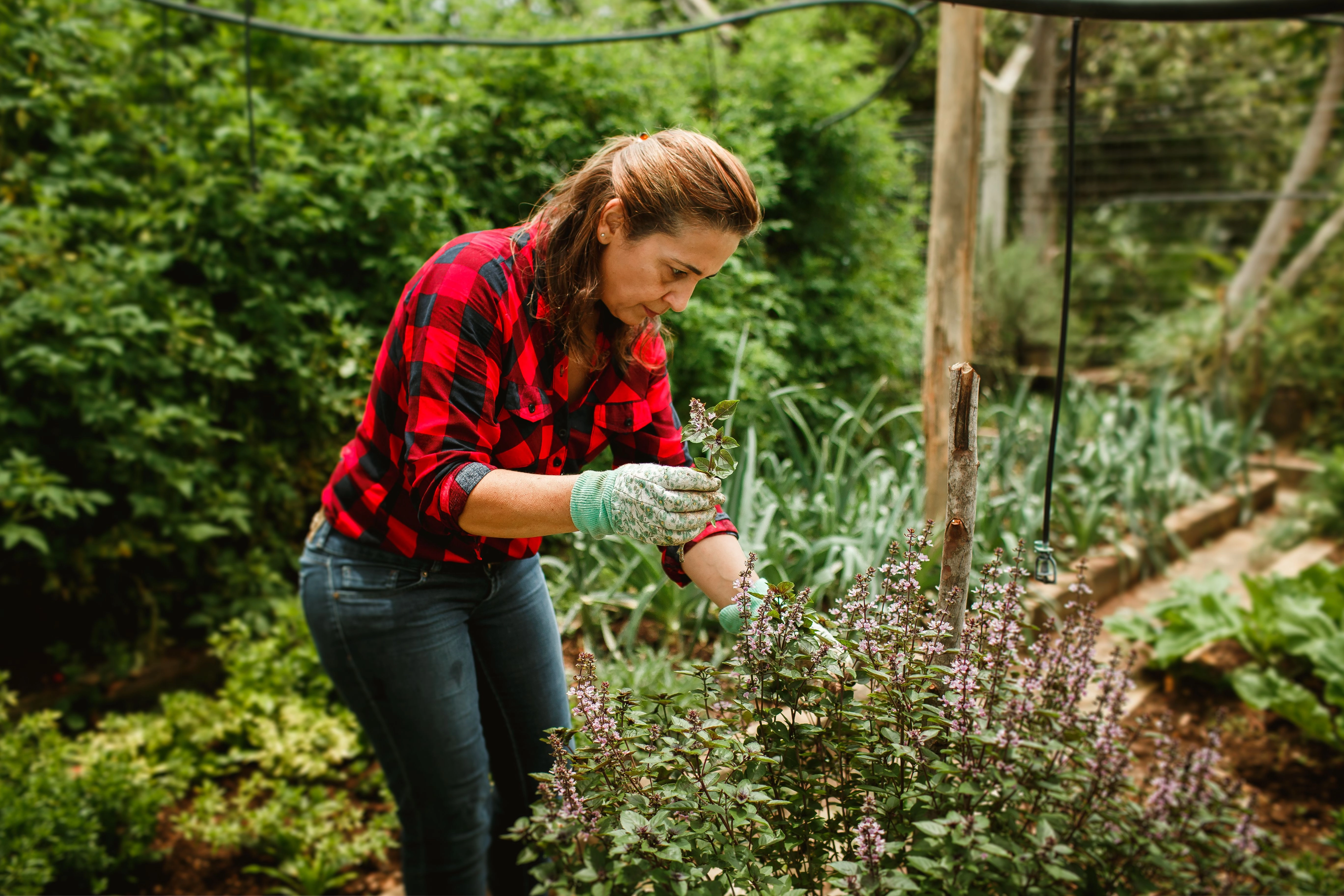 Gartenfreundin pflegt Kräuter im Kleingarten